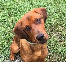 Adopt Remi a Red/Golden/Orange/Chestnut Beagle / Rottweiler / Mixed dog in