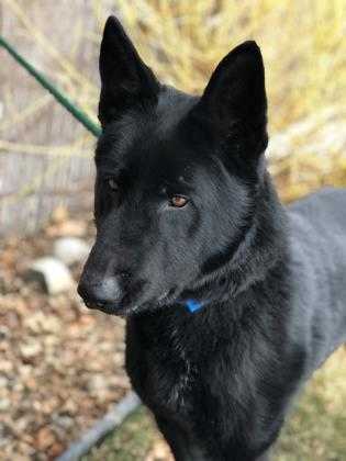 Adopt Drago a Black Shepherd (Unknown Type) / Mixed dog in Yakima, WA (24699070)