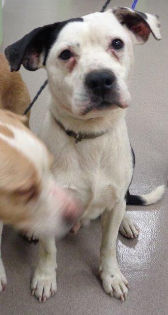 Beagle-American Pit Bull Terrier Mix DOG FOR ADOPTION RGADN-782435 - Berkley -