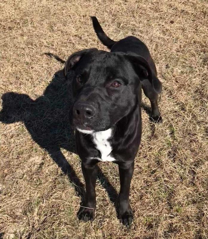 Adopt Jett a Black - with White Labrador Retriever dog in Gilbertsville