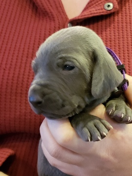 Weimaraner PUPPY FOR SALE ADN-110371 - Blue Weimaraner Male Puppy