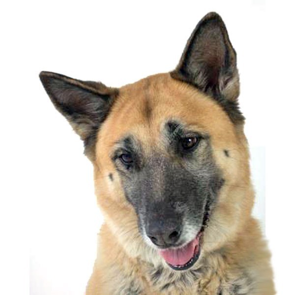 Adopt Cutie a Tan/Yellow/Fawn - with Black Shepherd (Unknown Type) / Mixed dog