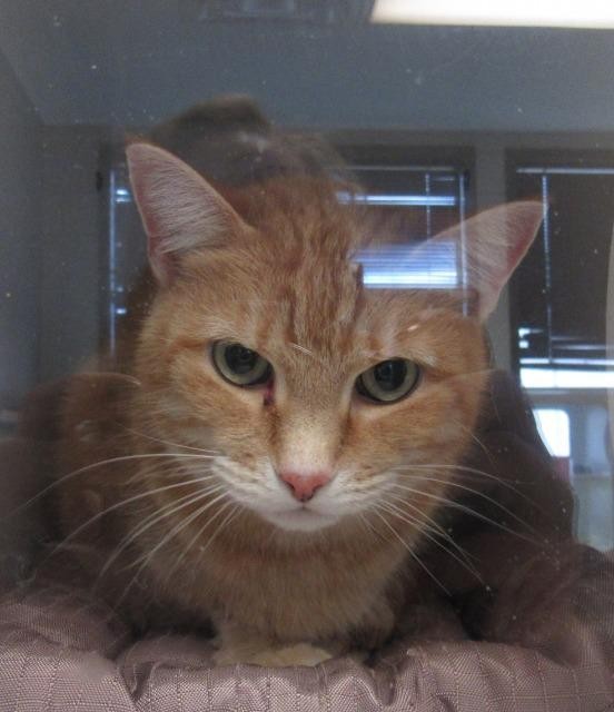 Adopt MINTERS a Domestic Shorthair / Mixed (short coat) cat in Rome