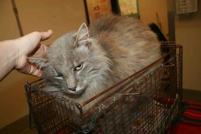 Adopt a Gray or Blue Domestic Longhair / Mixed (long coat) cat in Modesto