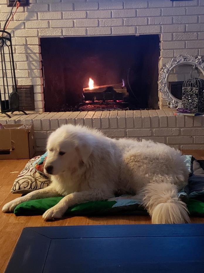 Adopt Lilly a White Great Pyrenees / Mixed dog in Boiling Springs, SC (24650018)