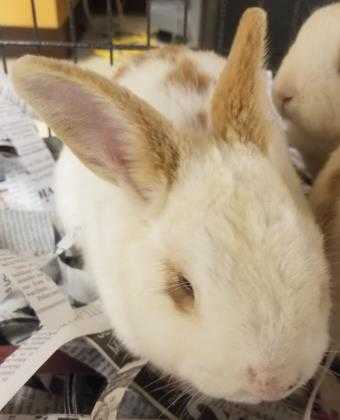 Adopt Bunny 4 a Cream Other/Unknown / Other/Unknown / Mixed rabbit in Mesquite