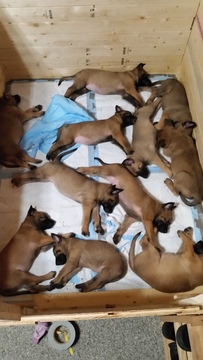 Belgian Malinois PUPPY FOR SALE ADN-63230 - Belgian Malinois Puppies