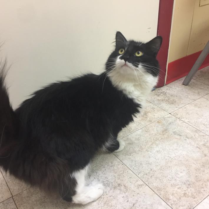 Adopt Bagheera a Black & White or Tuxedo Domestic Longhair (long coat) cat in