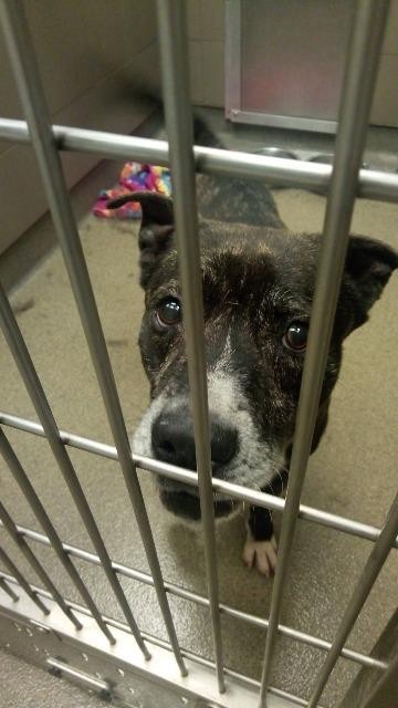 Adopt Homie a Mountain Cur / Mixed dog in Rome, GA (24656506)
