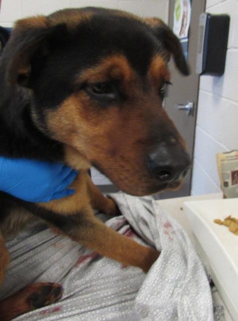 Adopt Dino a Rottweiler / Shepherd (Unknown Type) / Mixed dog in Rome