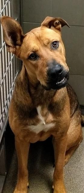 Adopt BIGGIE/Tank (Rescue Only) a Mixed Breed (Medium) / Shepherd (Unknown Type)