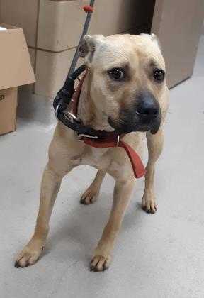 Adopt 40851408 a Tan/Yellow/Fawn American Pit Bull Terrier / Mixed dog in