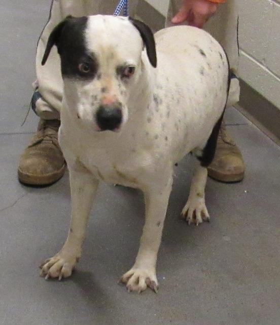 Adopt RAIN a Mixed Breed (Medium) / Mixed dog in Rome, GA (24656457)