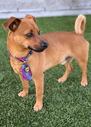 Adopt Owen a Tan/Yellow/Fawn Corgi / Dachshund / Mixed dog in Jacksonville