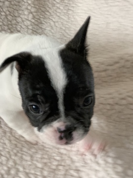 French Bulldog PUPPY FOR SALE ADN-118846 - AKC Blue Pied Litter