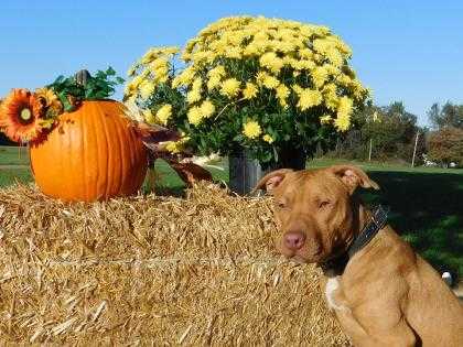 Adopt Luke a Red/Golden/Orange/Chestnut American Pit Bull Terrier / Mixed dog in