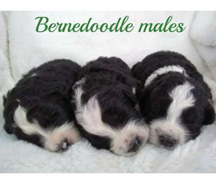 Small Bernedoodle puppies