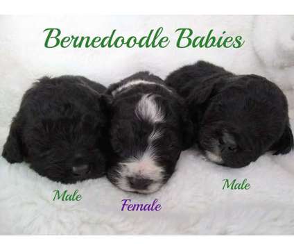 Small Bernedoodle puppies