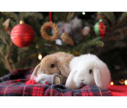 Pure bred holland lop baby bunnies