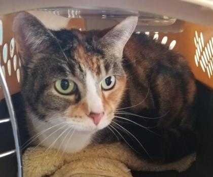 Adopt Peri a White Domestic Shorthair / Domestic Shorthair / Mixed cat in