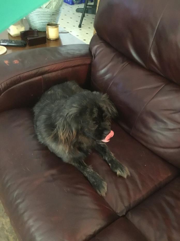 Adopt Shelley a Black Shih Tzu / Pekingese / Mixed dog in Arcadia, FL (24647316)