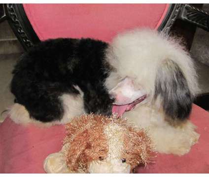Chinese Crested Puppies HAIRLESS, HAIRY HAIRLESS AND POWDERPUFF