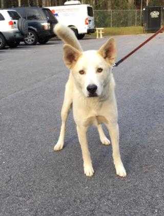 Adopt Banjo a White German Shepherd Dog / Husky / Mixed dog in Cashiers