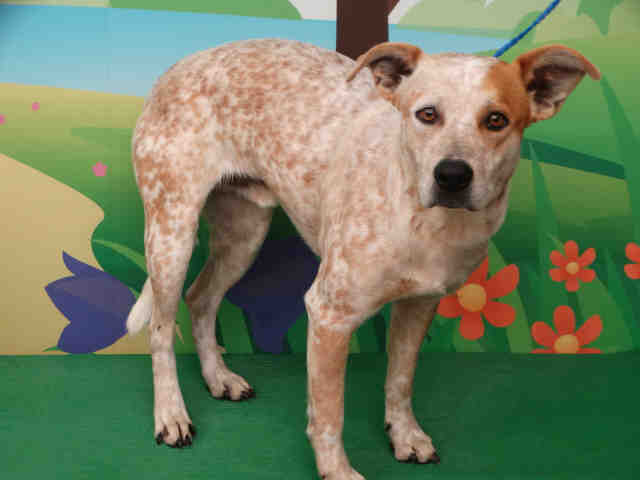 Adopt RILEY a Merle Australian Cattle Dog / Mixed dog in Waco, TX (24650147)