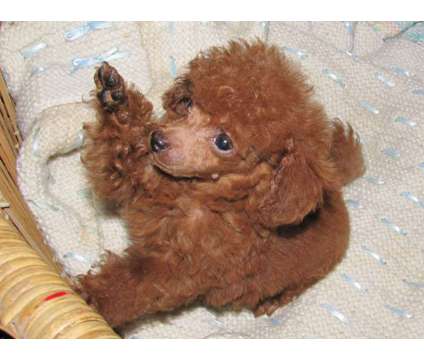 SILVER, Apricot, Red, Chocolate, Black or White Toy Poodle Puppies