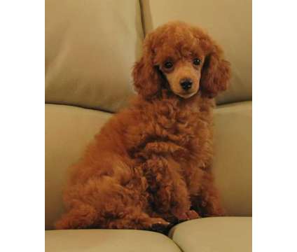 SILVER, Apricot, Red, Chocolate, Black or White Toy Poodle Puppies