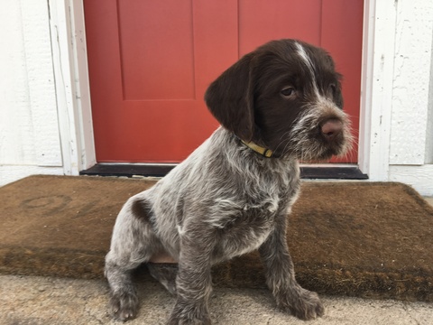 Wirehaired Pointing Griffon PUPPY FOR SALE ADN-110229 - Female Wirehaired