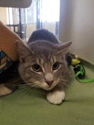 Adopt Mr Gray a Gray or Blue Domestic Shorthair / Domestic Shorthair / Mixed cat