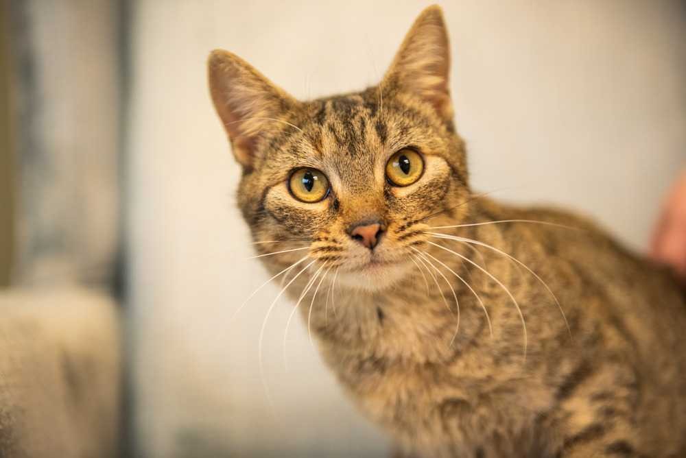 Adopt Marie a Domestic Shorthair / Mixed cat in Woodstock, GA (24621158)
