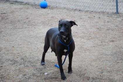 Adopt KoKo a Brown/Chocolate American Pit Bull Terrier / Mixed dog in Newton