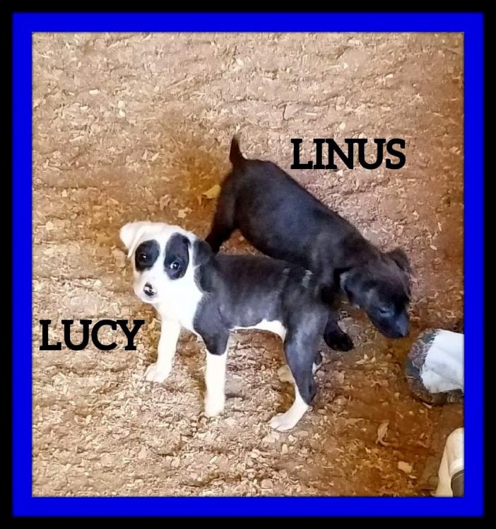 Adopt Lucy a Labrador Retriever