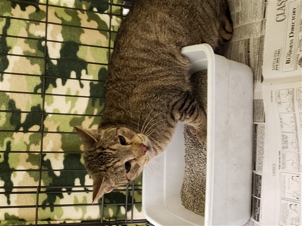 Adopt Trapcat a Domestic Shorthair / Mixed cat in Lake Jackson, TX (24214514)