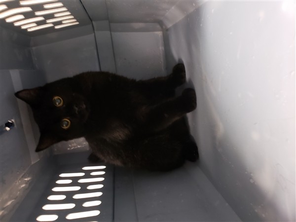 Adopt Bree a Domestic Shorthair / Mixed cat in Lake Jackson, TX (24214512)