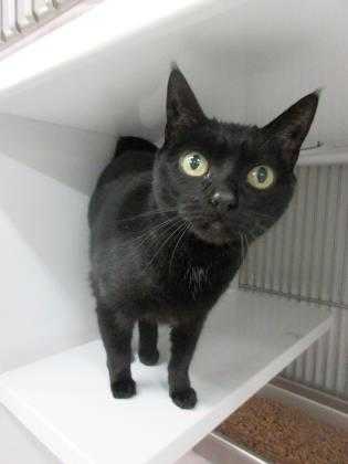 Adopt Scooter a All Black Domestic Shorthair / Domestic Shorthair / Mixed cat in