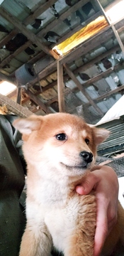 Shiba Inu PUPPY FOR SALE ADN-114395 - Cute Shiba Inu puppies