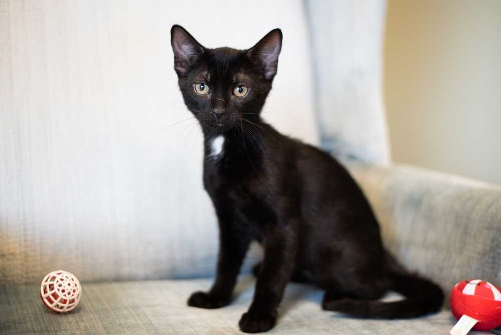 Adopt Peanut a All Black Domestic Shorthair / Mixed cat in Woodstock
