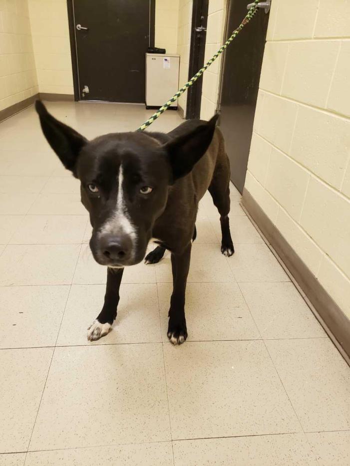 Adopt Herc a Black - with White Husky / Shepherd (Unknown Type) / Mixed dog in
