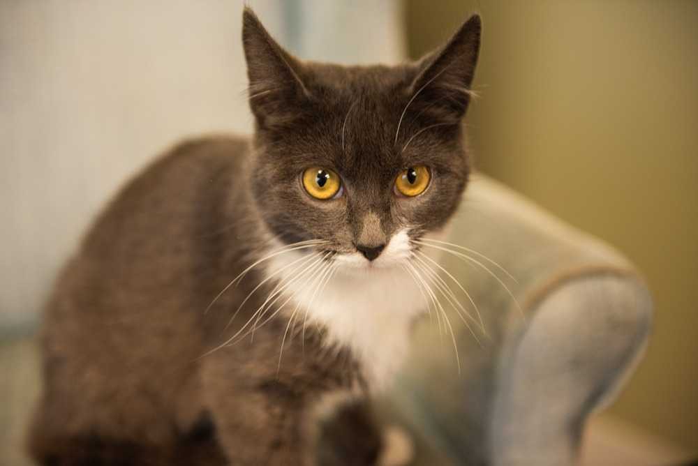 Adopt Crystal a Domestic Shorthair / Mixed cat in Woodstock, GA (24206434)