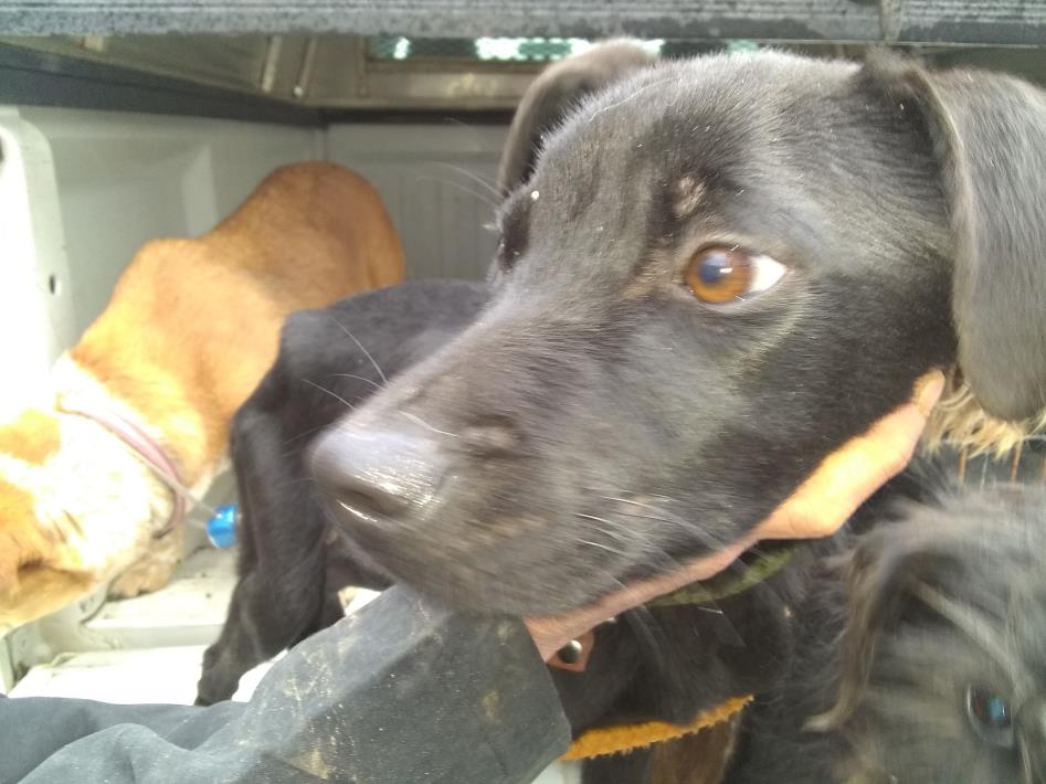 Adopt Chester a Black Mixed Breed (Medium) / Mixed dog in Laurens, SC (24131813)