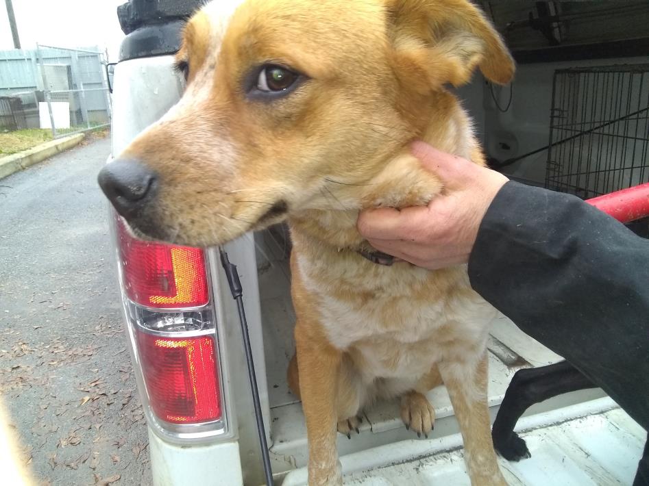 Adopt Hope a Brindle - with White Mixed Breed (Medium) / Mixed dog in Laurens