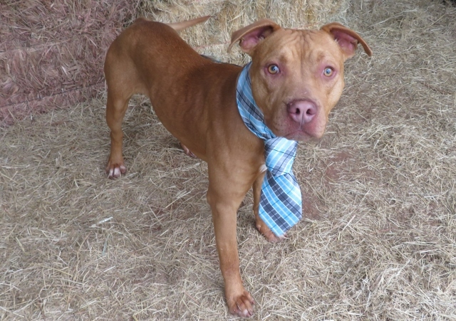 Adopt COLUMBO 302828 a Pit Bull Terrier