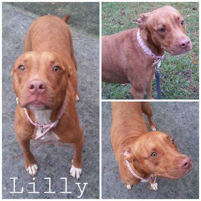 Adopt Lilly a Tan/Yellow/Fawn American Staffordshire Terrier dog in Hardeeville