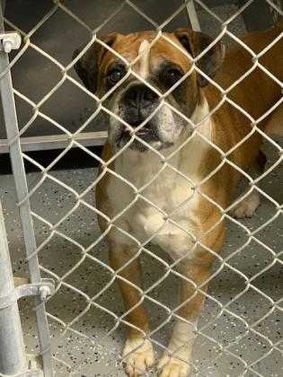 Adopt Dusty a Tan/Yellow/Fawn Boxer / Mixed dog in Lancaster, SC (24651911)