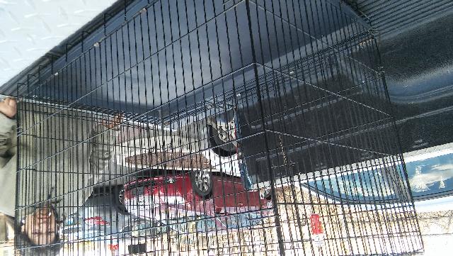 large-dog-pen-for-sale-classifieds