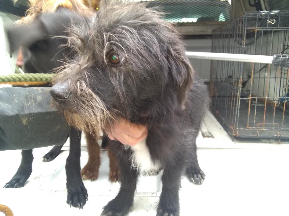 Adopt Jingle a Black Mixed Breed (Medium) / Mixed dog in Laurens, SC (24131839)