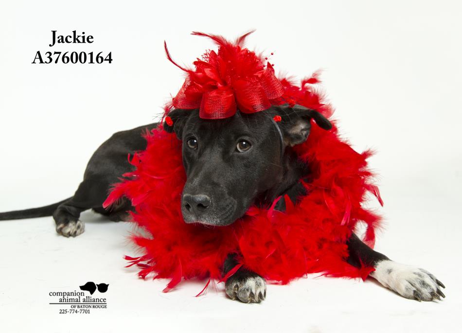 Adopt Jackie a Black Labrador Retriever, Terrier